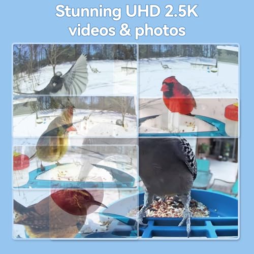 20% Off Leapbird Smart Bird Feeder with AI Camera - Image 6