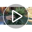 50% Off: Set of 2 Realistic Artificial Boston Ferns - Image 8