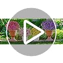 B6PLPQC3: 50% Off Elyum Artificial Outdoor Flowers - Image 8